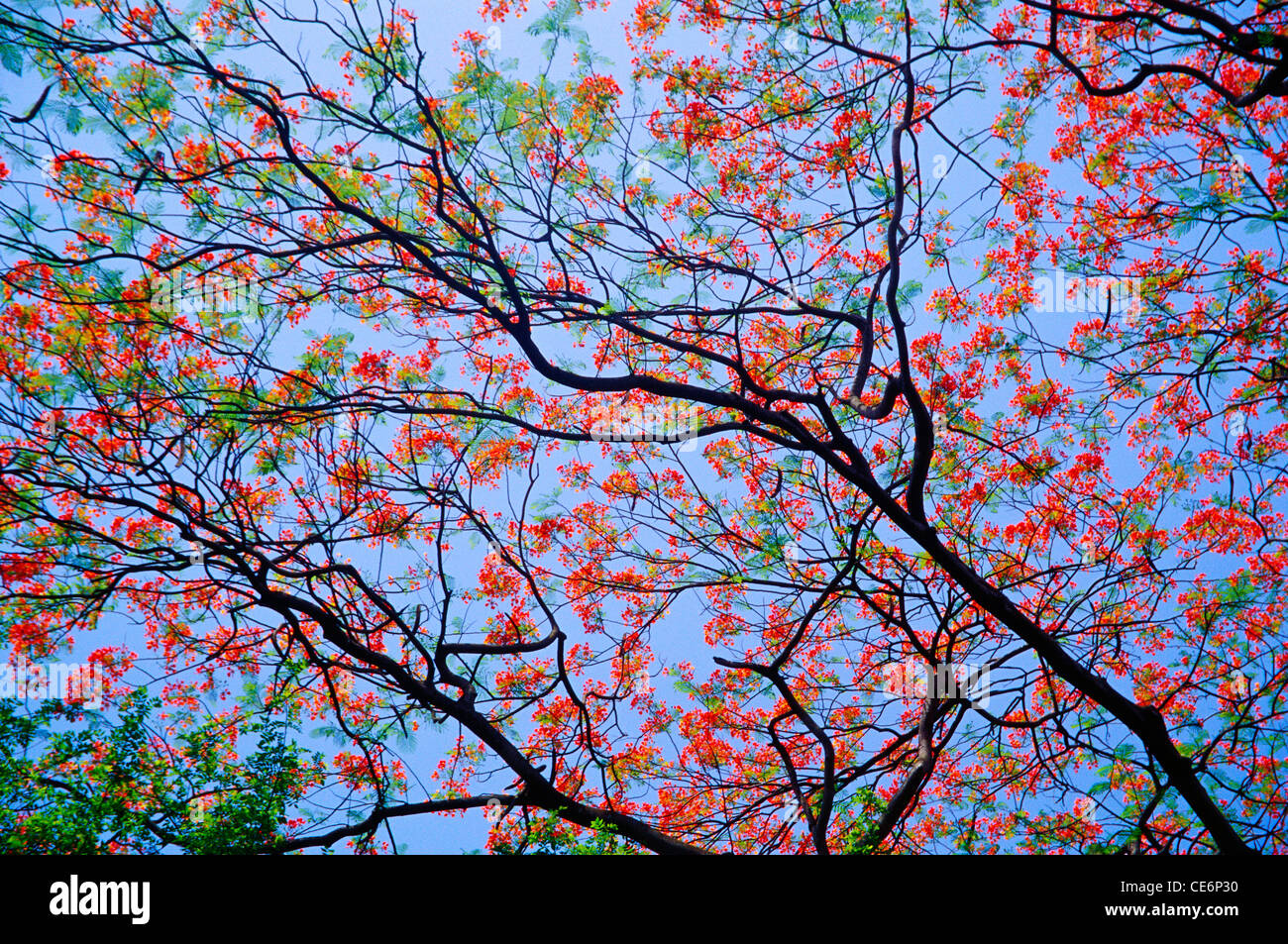 GulMohur Baum Blumen Delonix Regia; Mumbai Bombay; Maharashtra; Indien Stockfoto