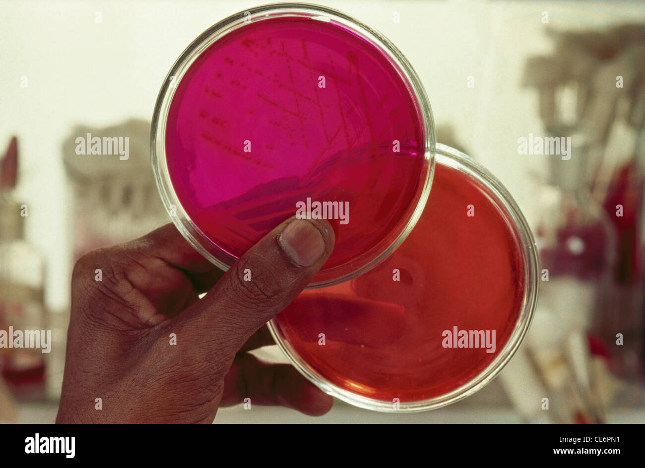 Biotech experiment Petrischale Stockfoto
