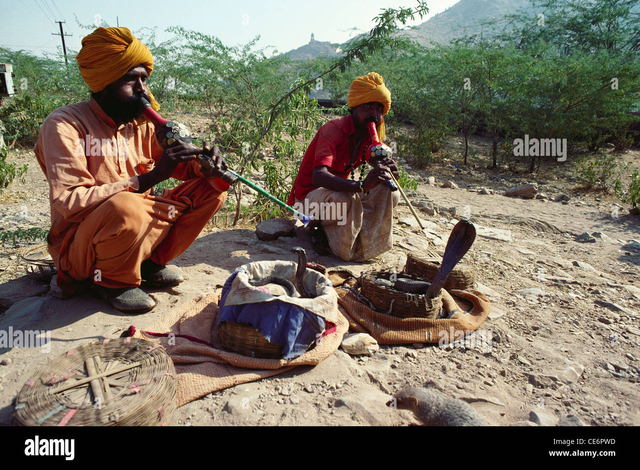 Snake Charming von zwei indischen Schlange Charmers spielen Wind Musikinstrument pongi; jaipur; rajasthan; indien; asien Stockfoto