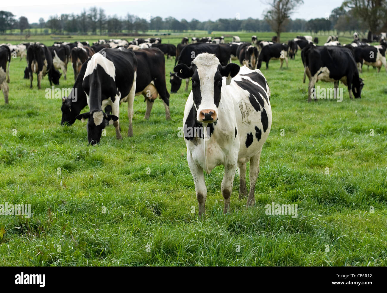 Holstein Friesian Kühen auf einer Milchfarm in der Nähe von Moss Vale, New-South.Wales, Australien Stockfoto