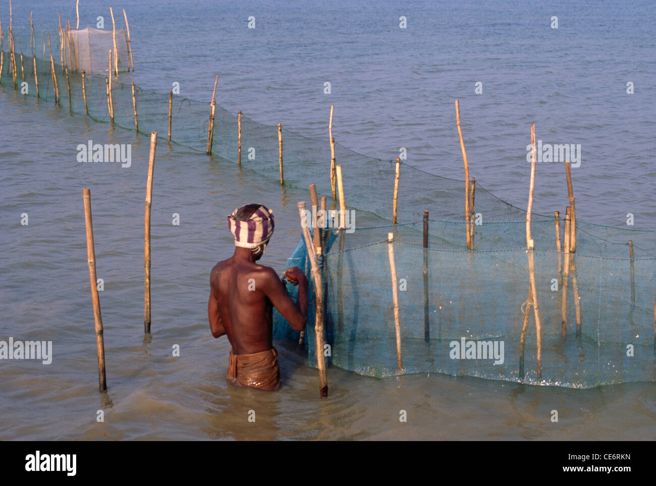 AMA 85827: Mann arbeitet binden Netzstrümpfe in Garnelen Fischfarm Barkul See Chilka Chilika Orissa Indien Stockfoto