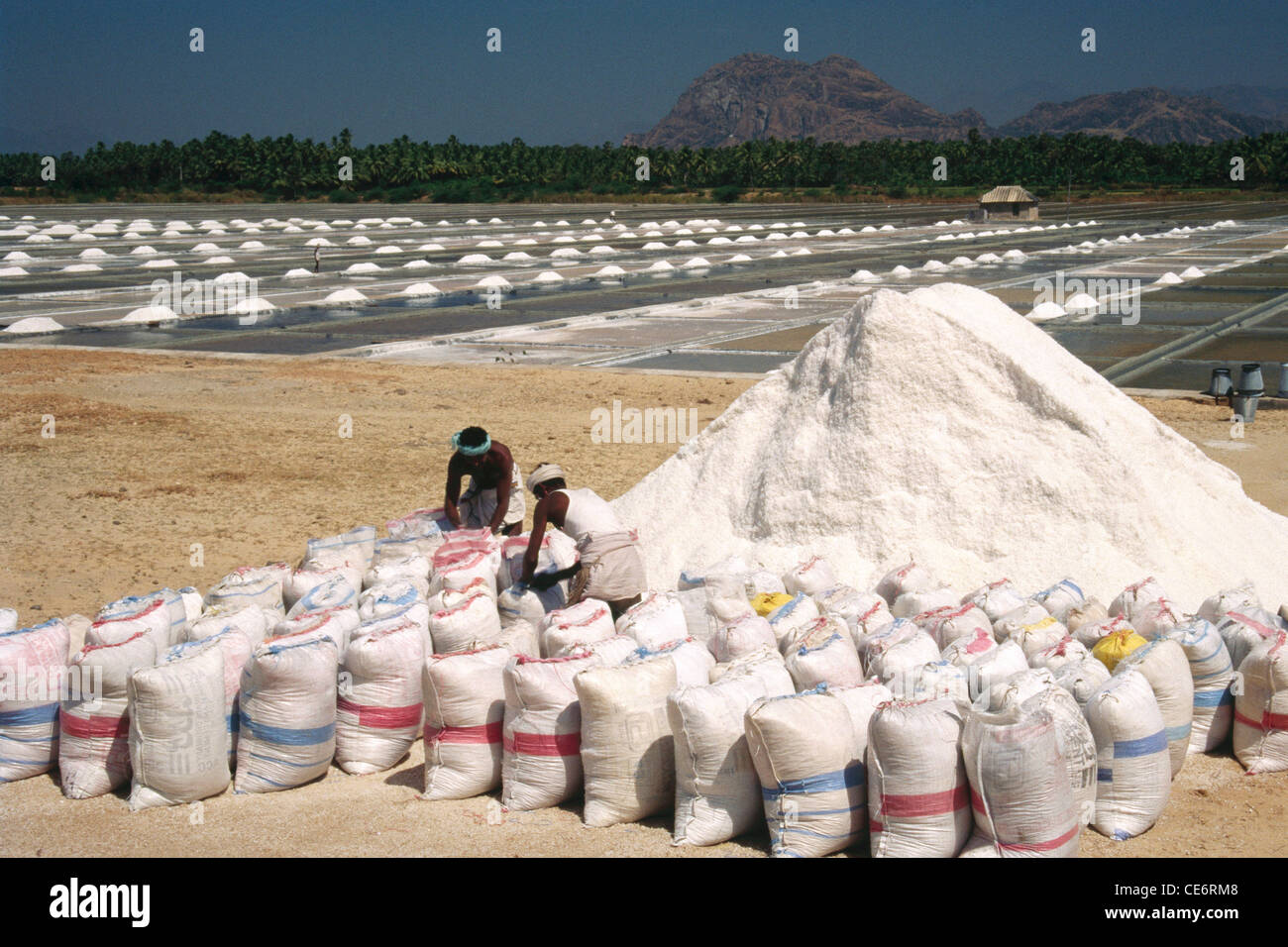 AMA 85862: Verpackung Salz in Plastiktüten in Salzpfanne Salinen in der Nähe von Kanyakumari Tamil Nadu Indien Stockfoto