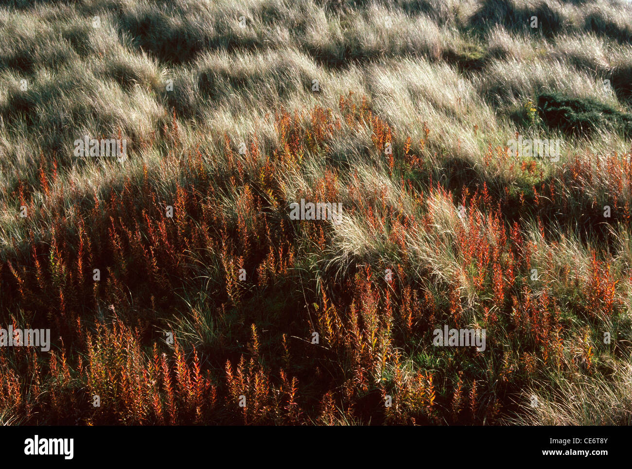 AMA 87913: rote Trockenrasen, die sich im Wind wiegen Landschaft Schottland Vereinigtes Königreich England UK Stockfoto