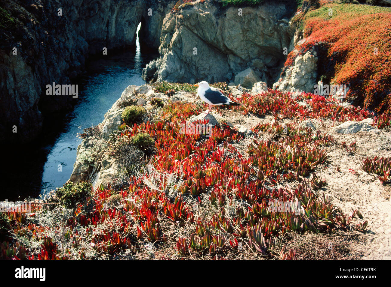 AMA 87933: rote Farbe Grass und Vogel am Point Lobos Kalifornien Vereinigte Staaten von Amerika USA Stockfoto