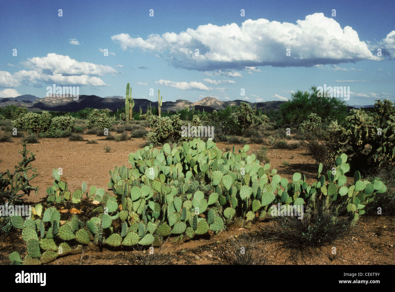 AMA 87935: grüner Kaktuspflanzen wachsen in Arizona montieren Phoenix-Vereinigte Staaten von Amerika-USA Stockfoto
