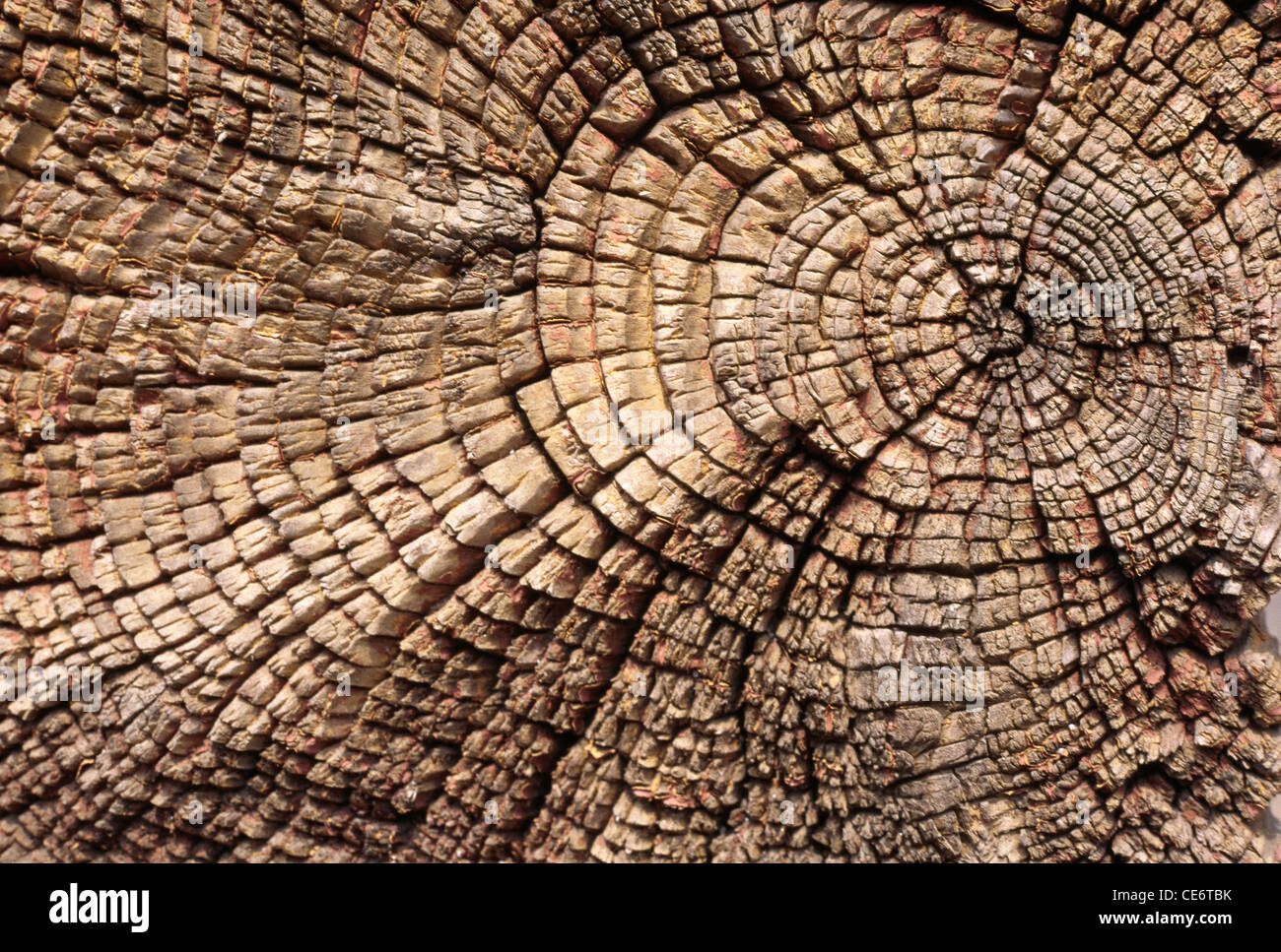 Holz Alter Linien Kreisen Textur Querschnitt Stockfoto