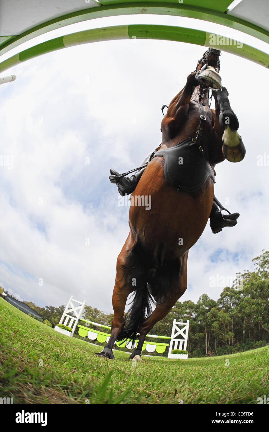 Pferd springen Hürde, direkt unterhalb Stockfoto