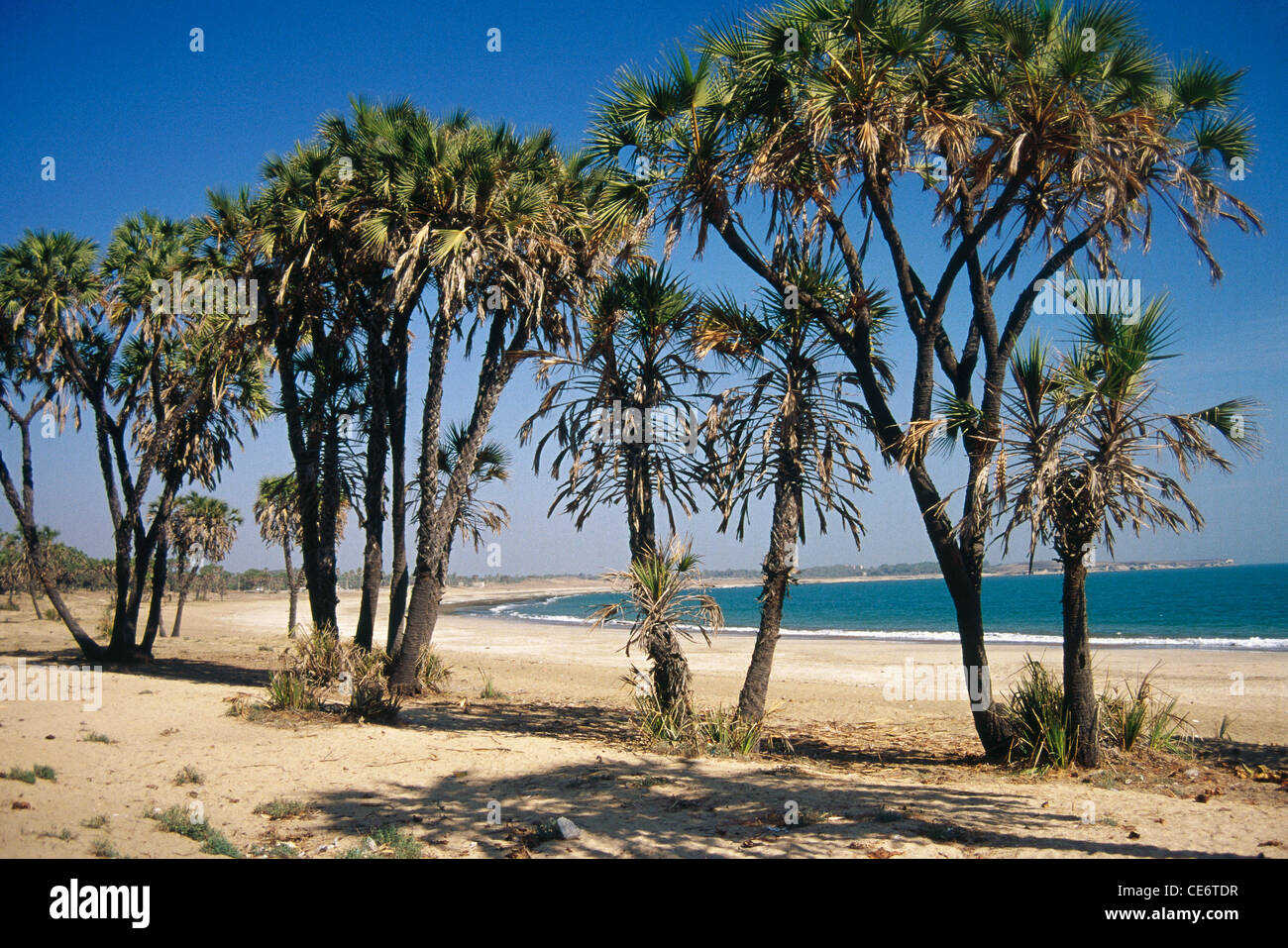 HOKA Bäume auf Diu Strand Union Gebiet Indien Stockfoto