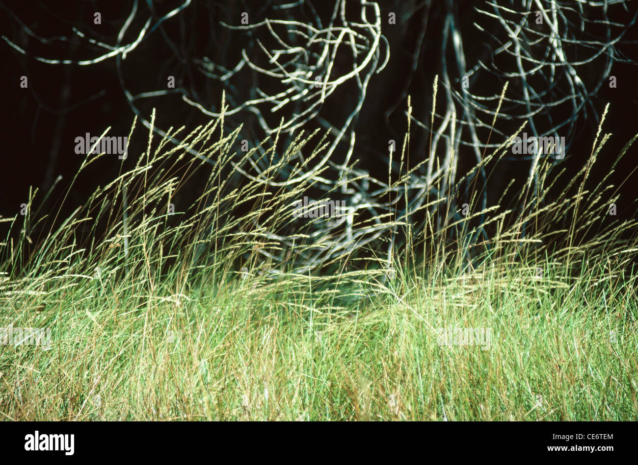 AMA 85922: grünen Rasen in der windigen Brise luftigen Wind weht Stockfoto