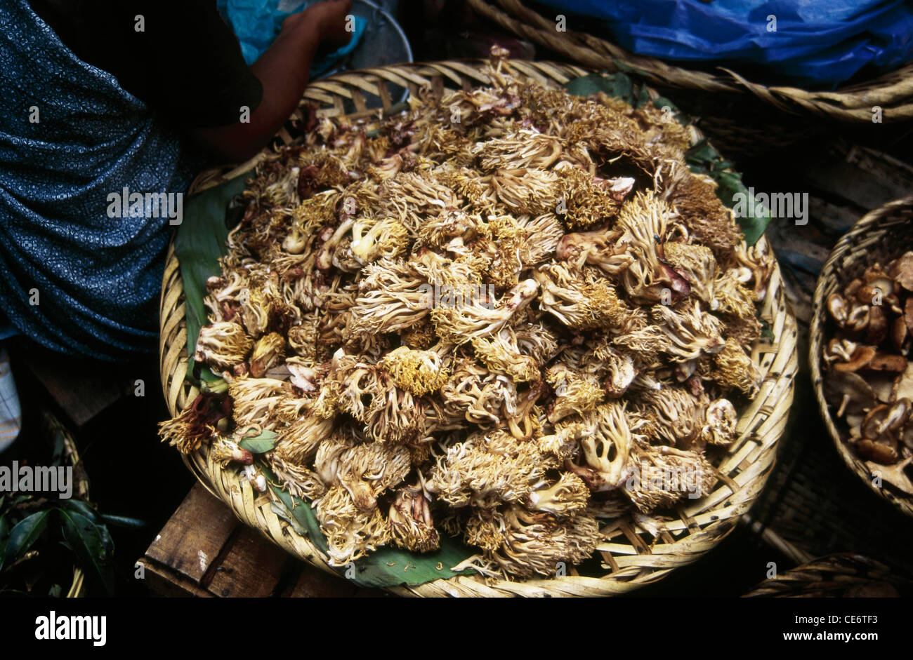 Gucchi Pilze in einem Korb ; Guchchi Pilze zu verkaufen auf Bara Bazaar Markt ; Shillong ; Meghalaya ; Indien ; asien Stockfoto