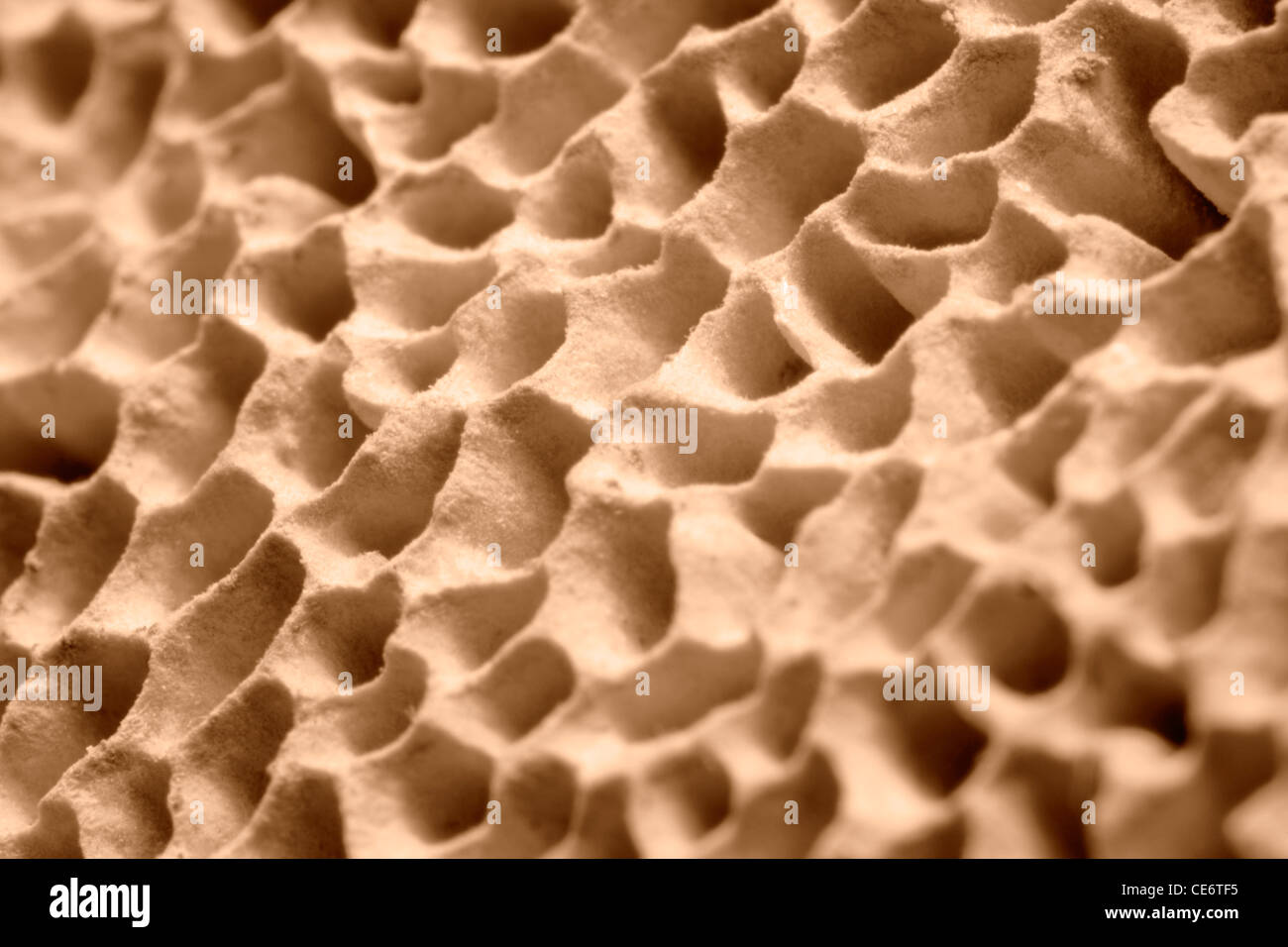 Full-Frame Makroaufnahme einige Pilz Poren Stockfoto