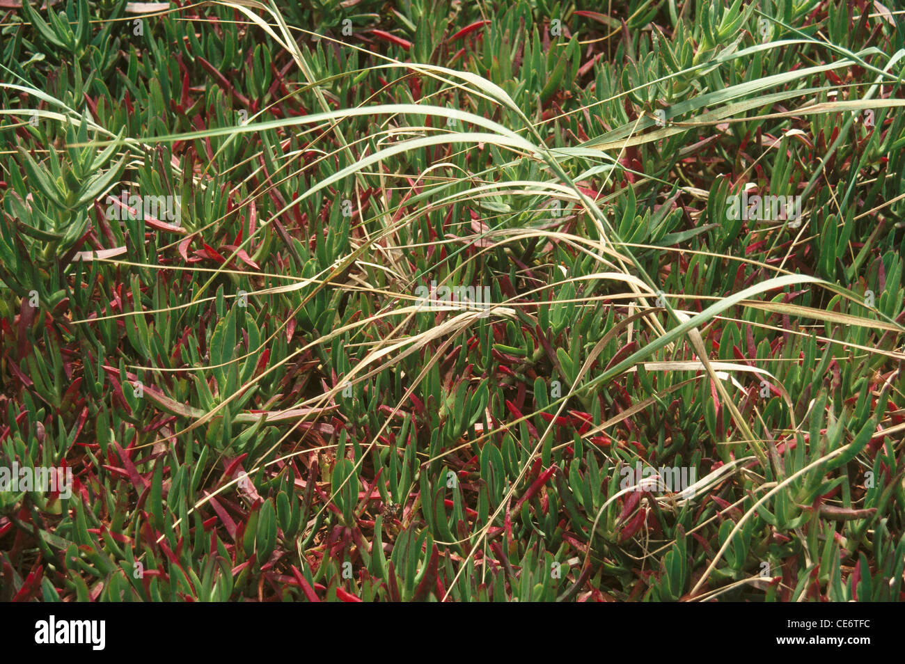 AMA 85924: Grasgrün Pflanze bewegt sich in den Wind Brise Indien Stockfoto