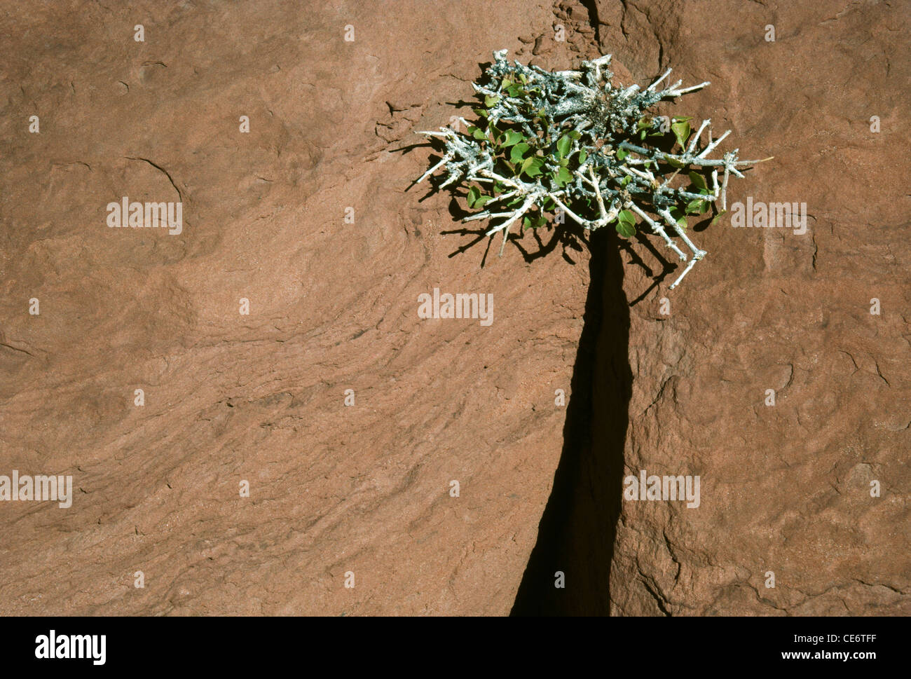 AMA 85939: Natur abstrakte Pflanze wächst in Riss Rock zu schauen, wie palm-Baum Indien Stockfoto