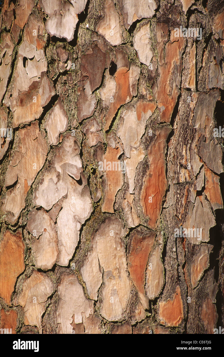 HMA 85932: Rinde von einem Baum abstrakt design Muster Hintergrund Indien Stockfoto