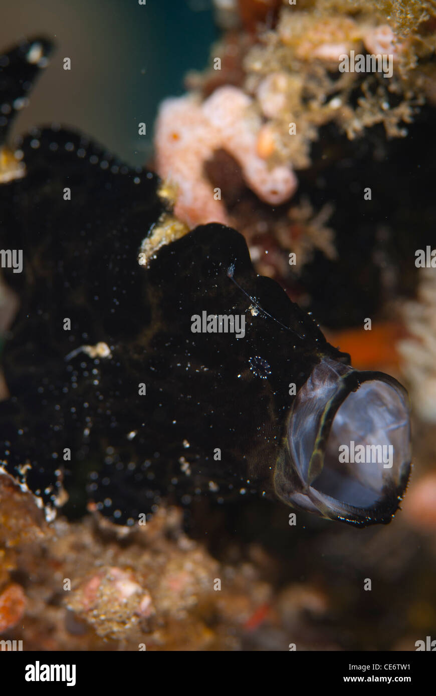 Eine schwarz lackiert Anglerfisch Gähnen an einem lokalen Standort in der Nähe von Manado in Bunaken Marine Park Indonesien. Antennarius Pictus Stockfoto