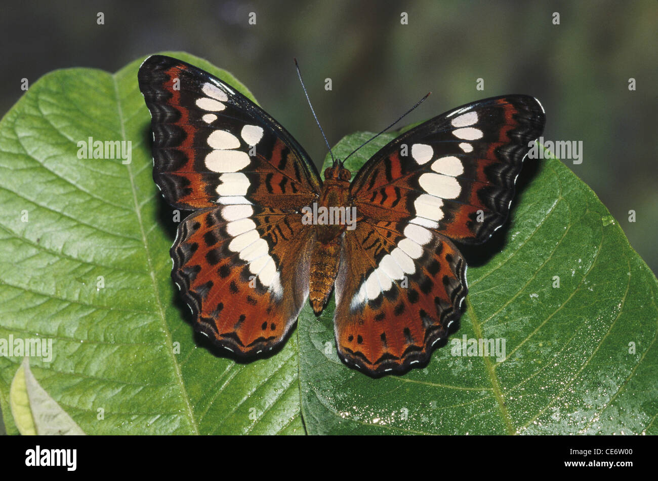 IKA 83273: Kommandant Schmetterling auf grüne Blatt sitzen lässt Moduza Procris Indien Stockfoto