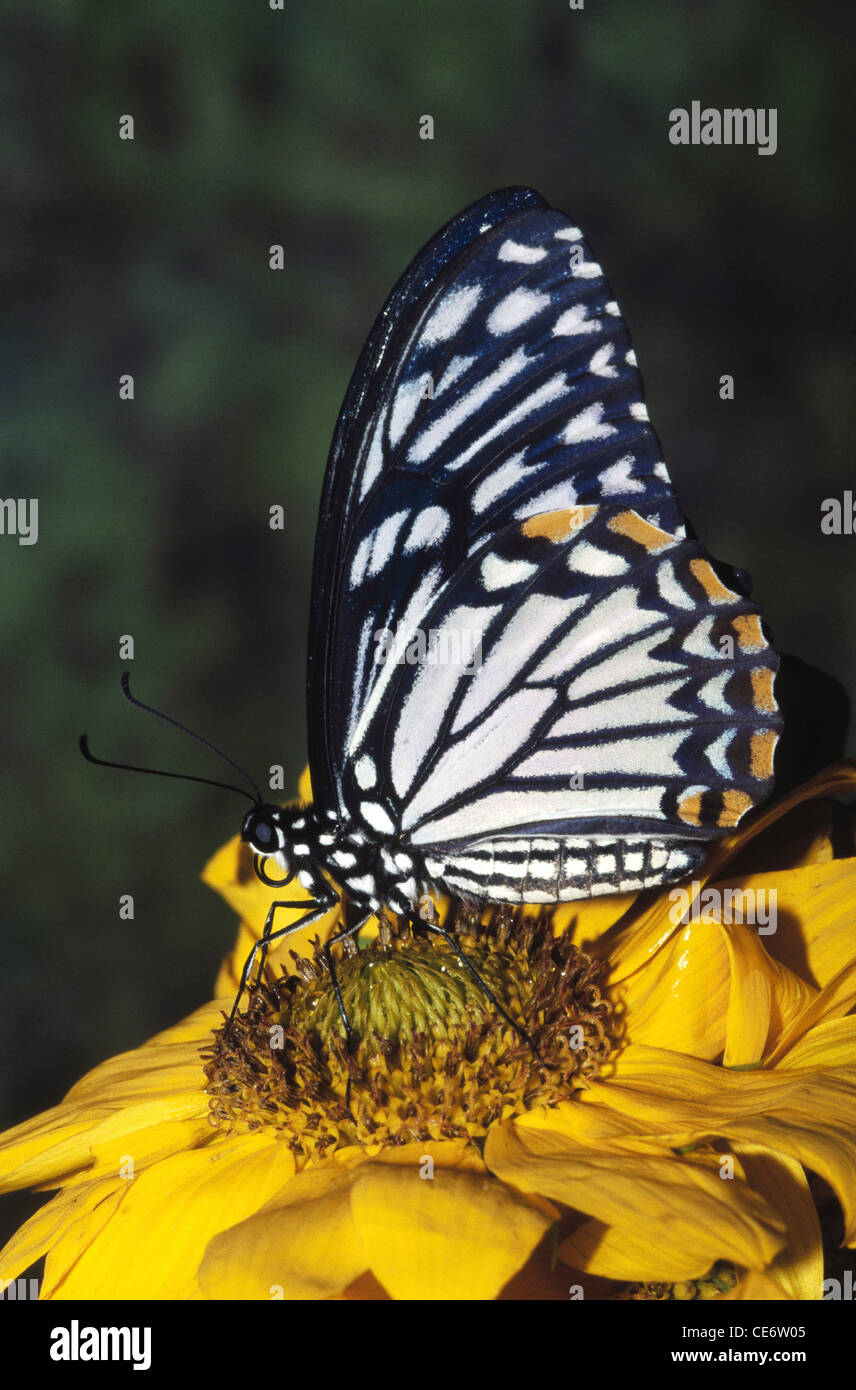 IKA 83276: indische gemeinsame Mime Schmetterling sitzt auf Sonnenblumen Indien Stockfoto