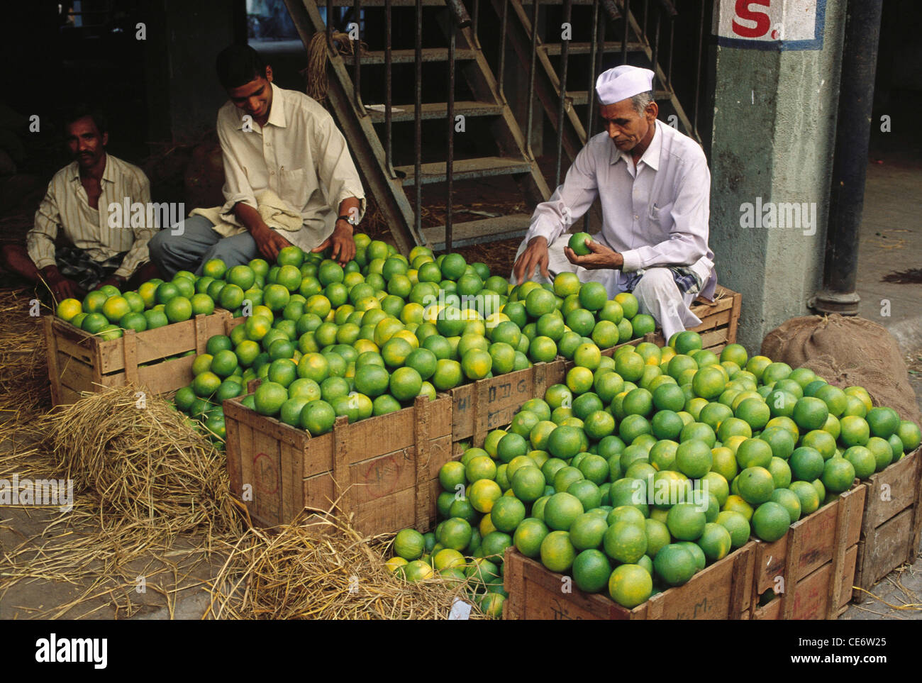 HMA 85242: Sweetlime Obst-Verkäufer im Großhandel Markt Vashi Navi Mumbai Maharashtra Indien Stockfoto
