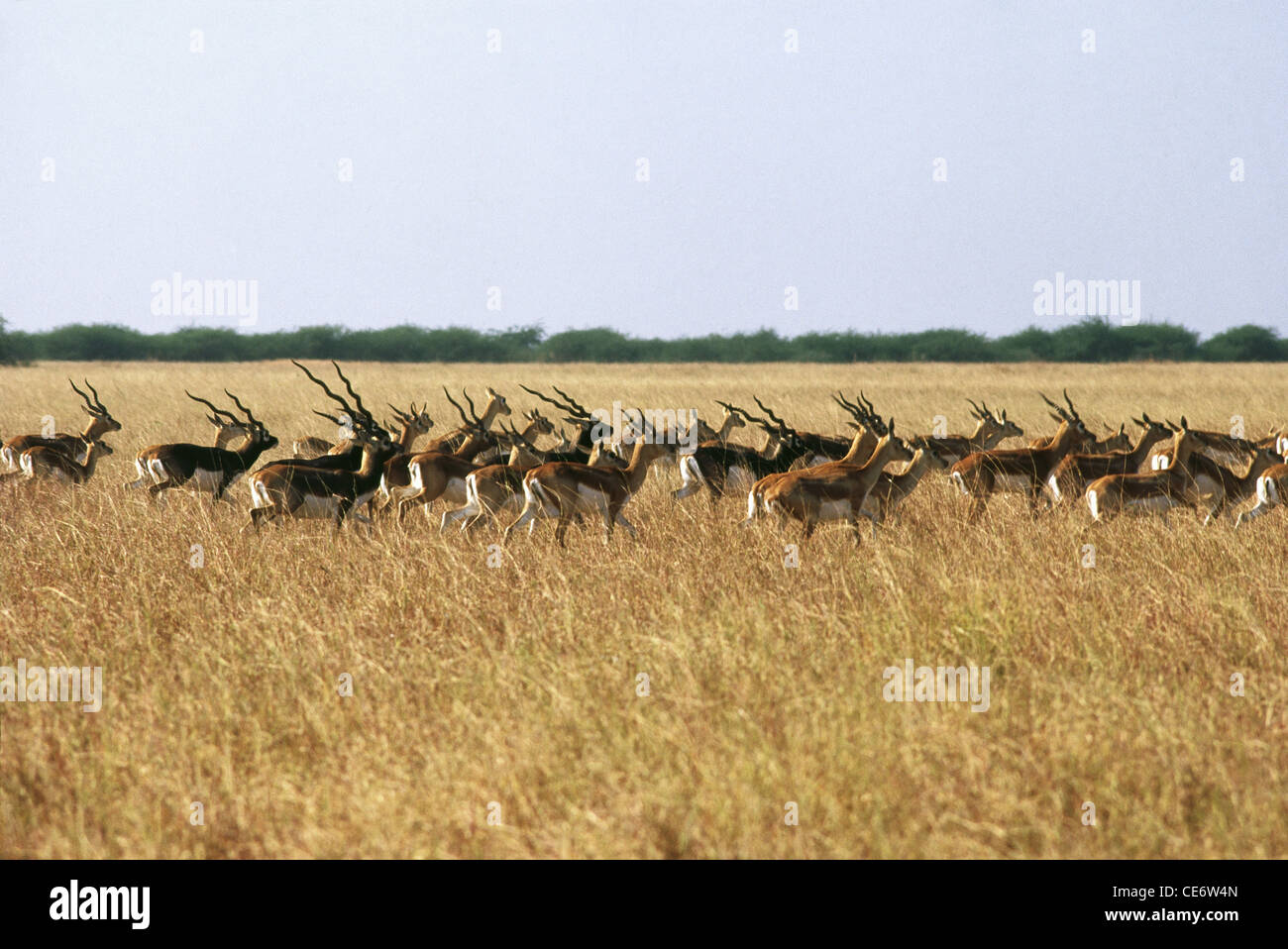 Indische Antilope; Blackbuck; Antilope cervicapra; Blackbuck Nationalpark; Bhavnagar; velavadar Wildlife Sanctuary; gujarat; indien; asien Stockfoto