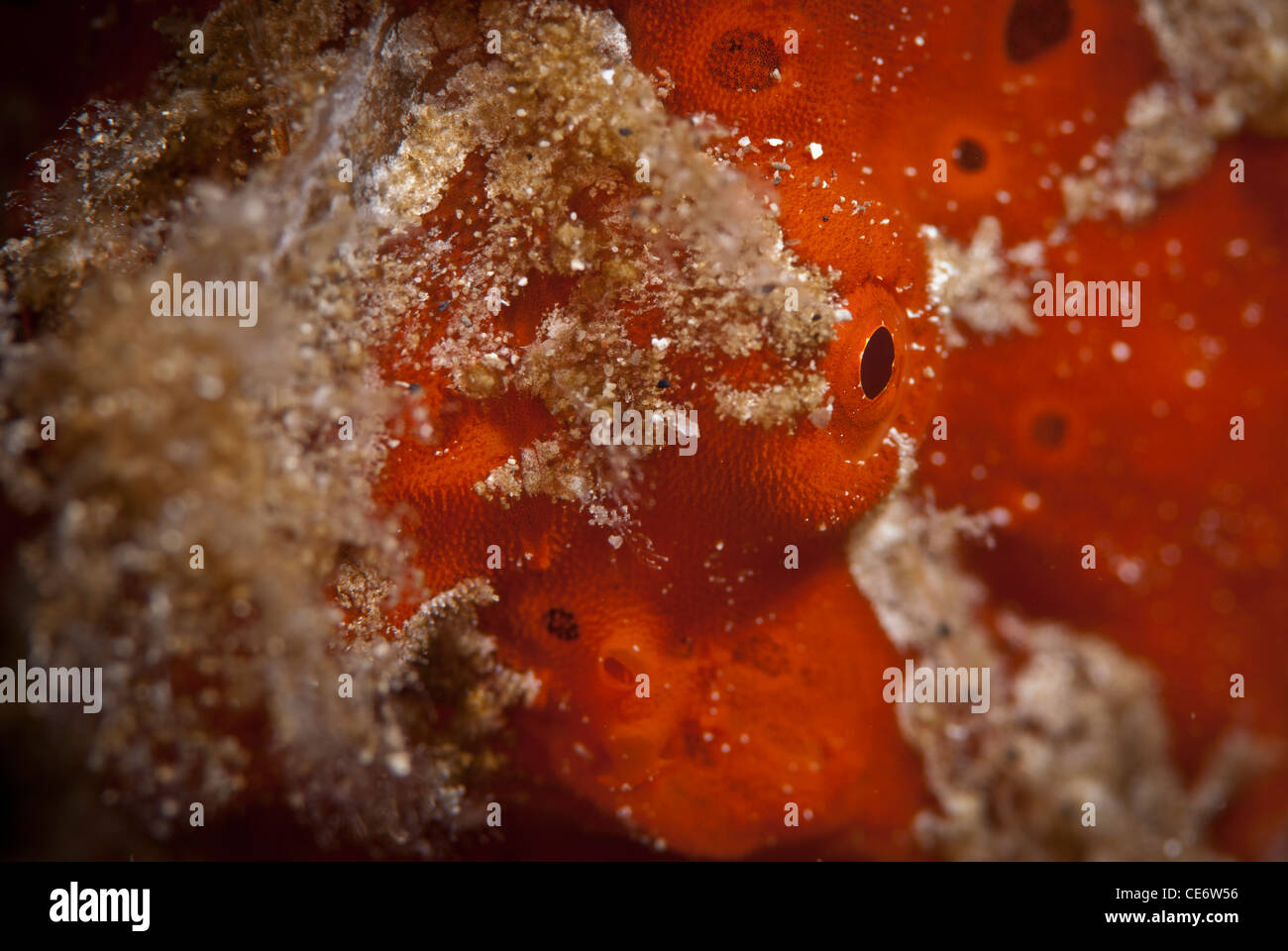 ein enger Porträt von einem roten Riesen gemalt Anglerfisch im Bunaken National Park, Nord-Sulawesi, Indonesien, Asien Stockfoto