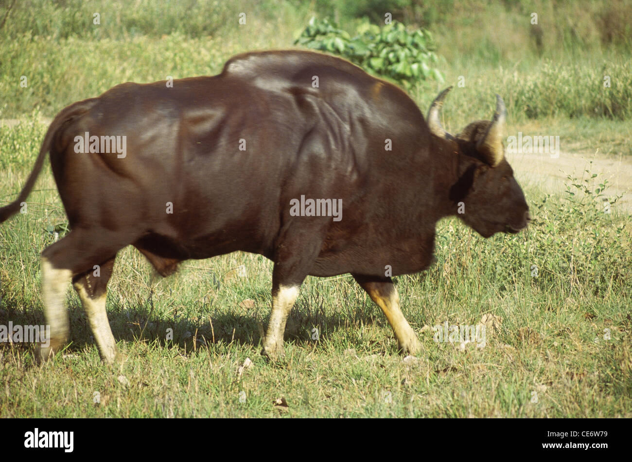 SSK 83209: männliche Gaur oder indische Bison Profil im Kanha Nationalpark Jabalpur Madhya Pradesh, Indien Stockfoto