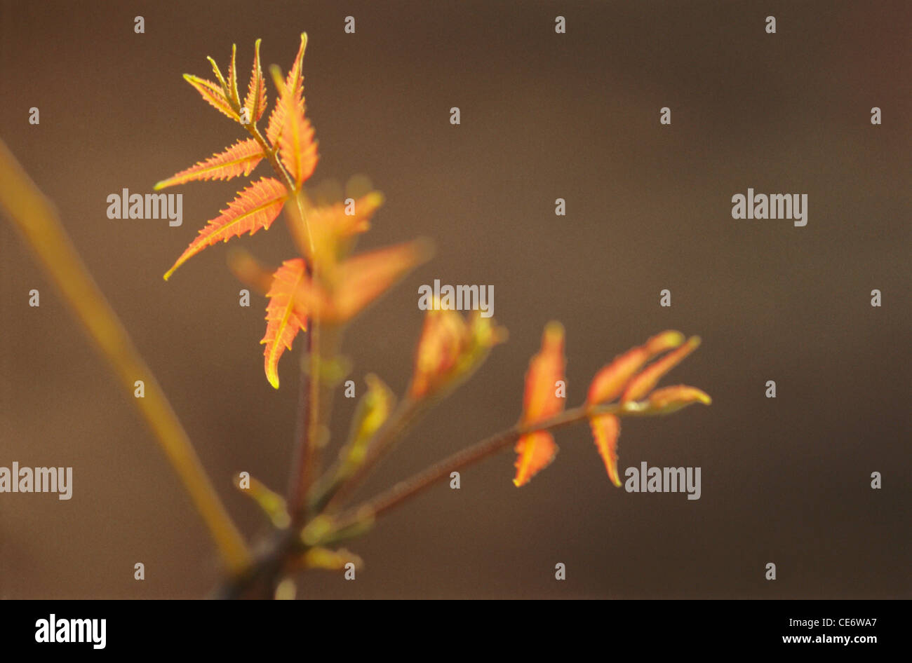 MGM 86075: Neem-Baum oder Margosa (Azadirachta Indica) Melia Azadirachta Linn pflanzliche ayurvedische Arzneimittel verlässt Stockfoto