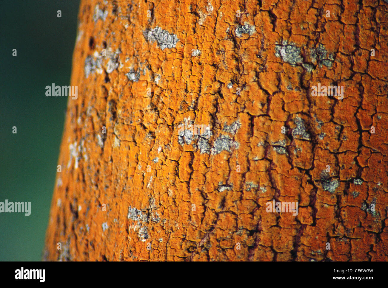 TAN 86027: Flechten wachsen auf Baumrinde Stockfoto