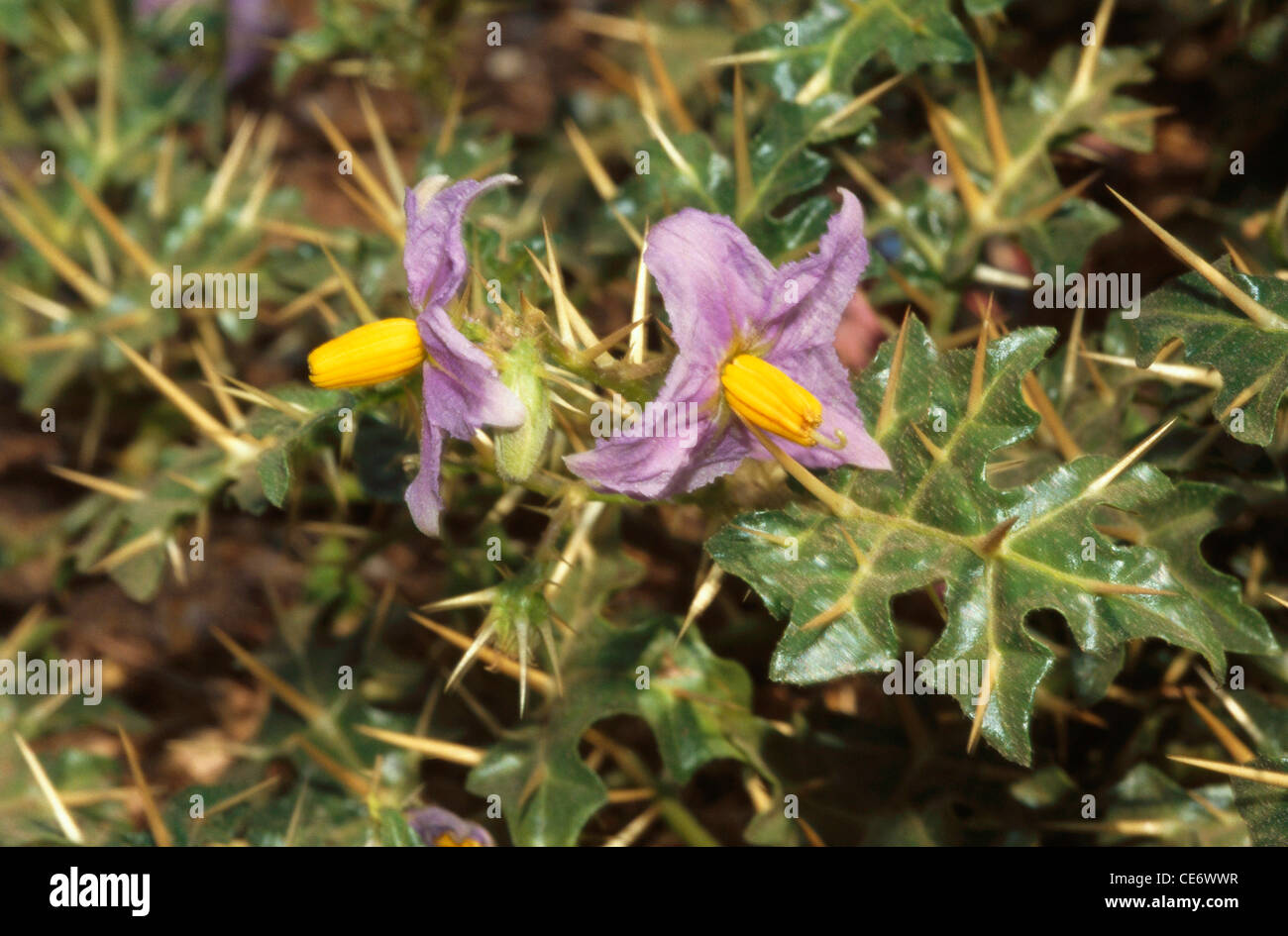 Indischer Nachtschatten; Gelber Fruchtnachtschatten; Solanum virginianum; Suratense Nachtschatten; gelber berried Nachtschatten; Kantakari; Solanumsurattense Stockfoto