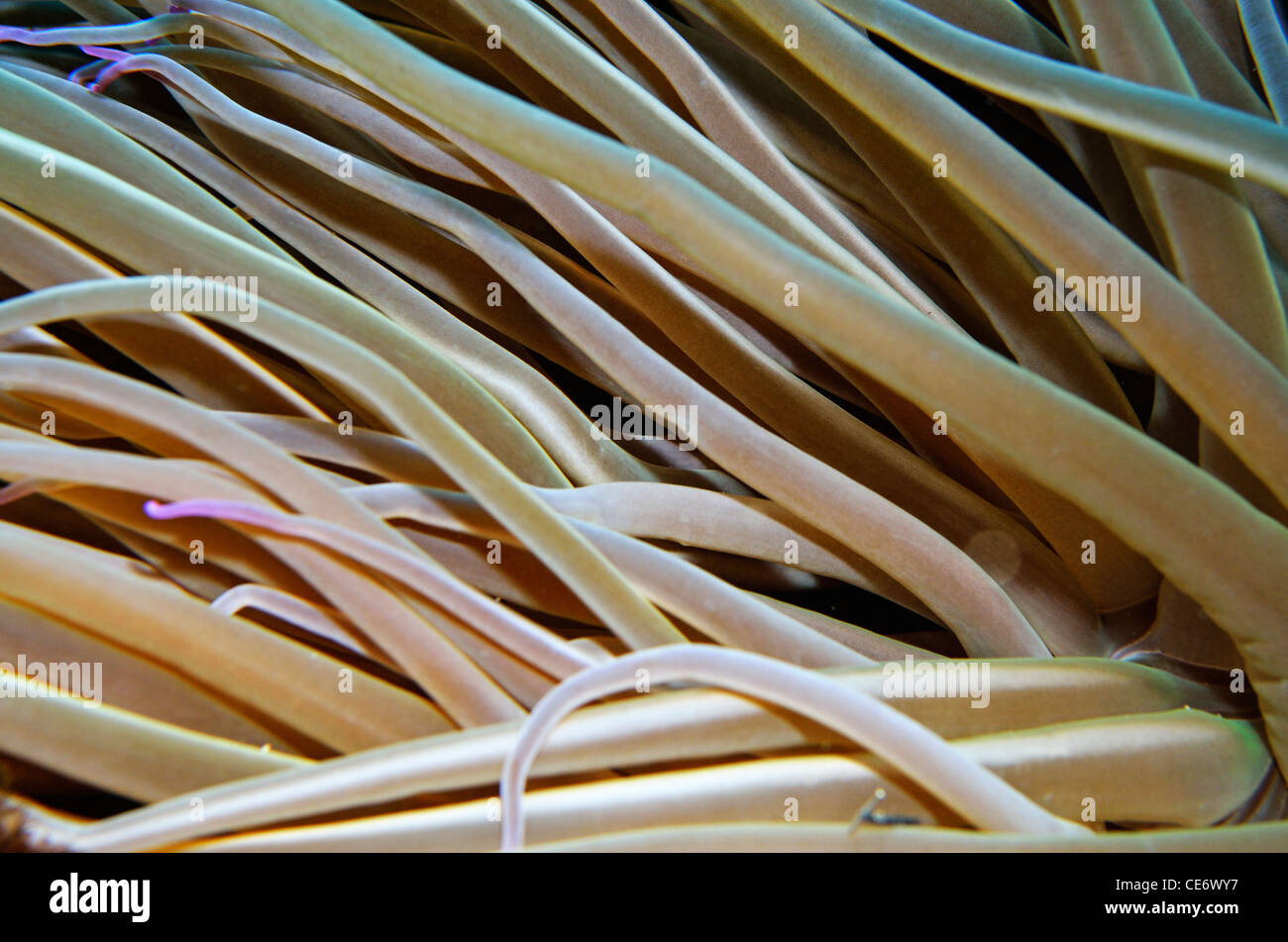 Snakelocks Anemone (Anemonia Viridis), Nahaufnahme, Unterwasser-Blick Stockfoto