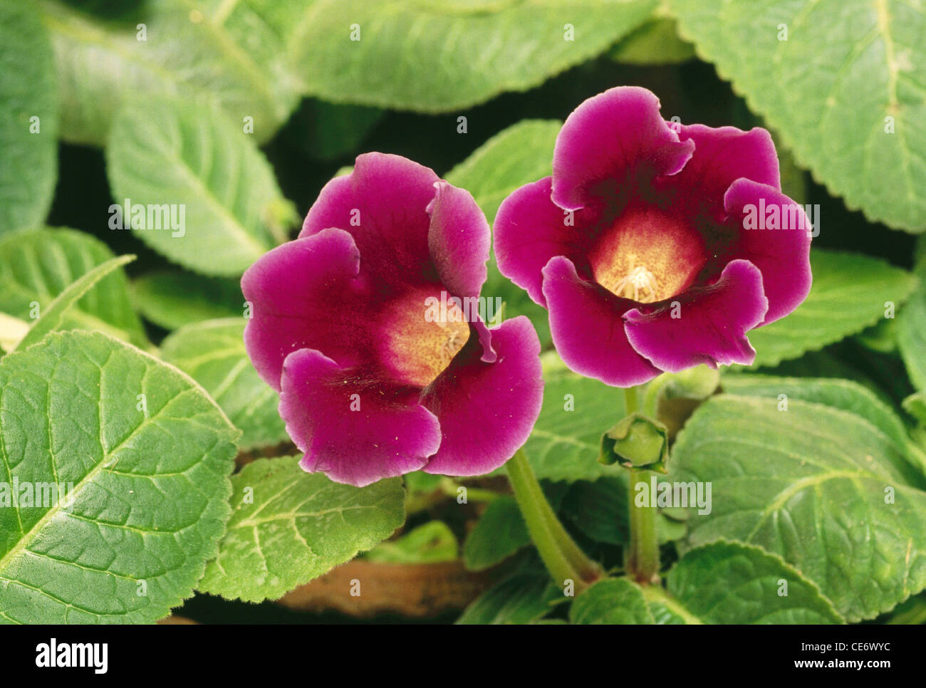 Gloxinia Blume; Gloxinia Pflanze; Sinningia speciosa; mehrjährige blühende Pflanze; Stockfoto