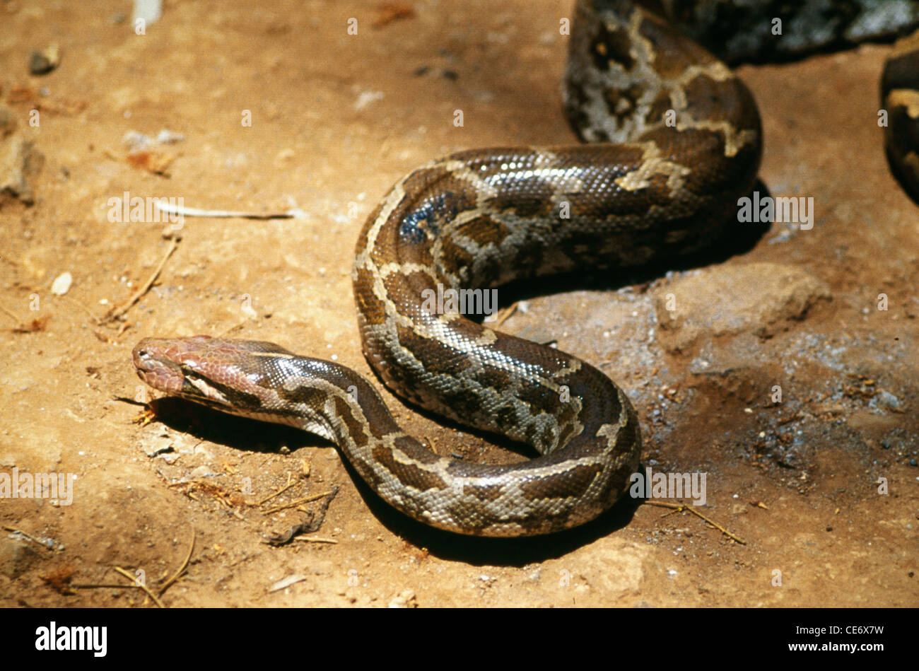 STP 83419: indische Schlange Rock Python Python aus Stockfoto