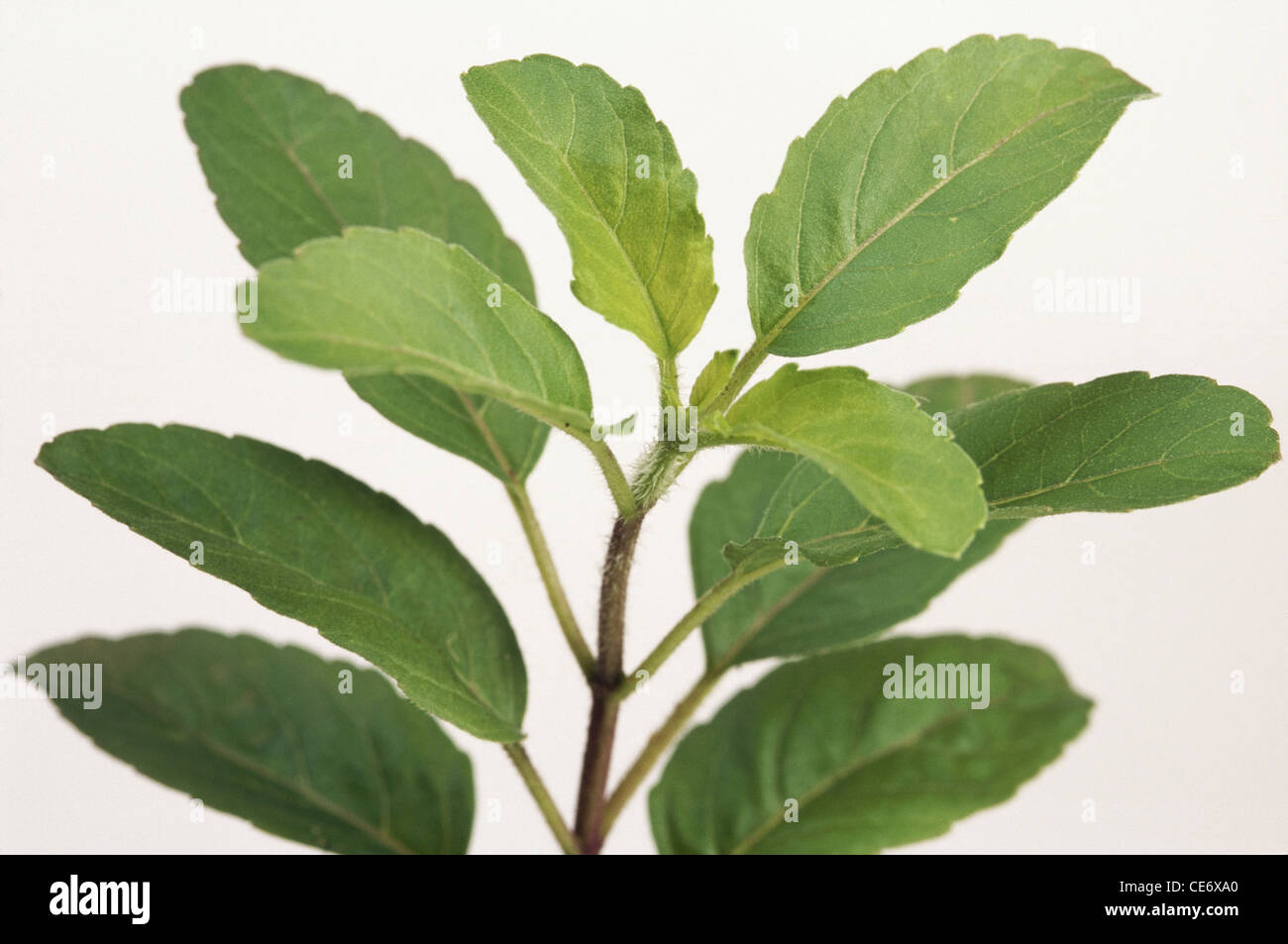 HMA 83563: Tulsi Blatt Heilige Basilikum Ocimum Sanctum Linn Pflanze auf weißem Hintergrund Stockfoto