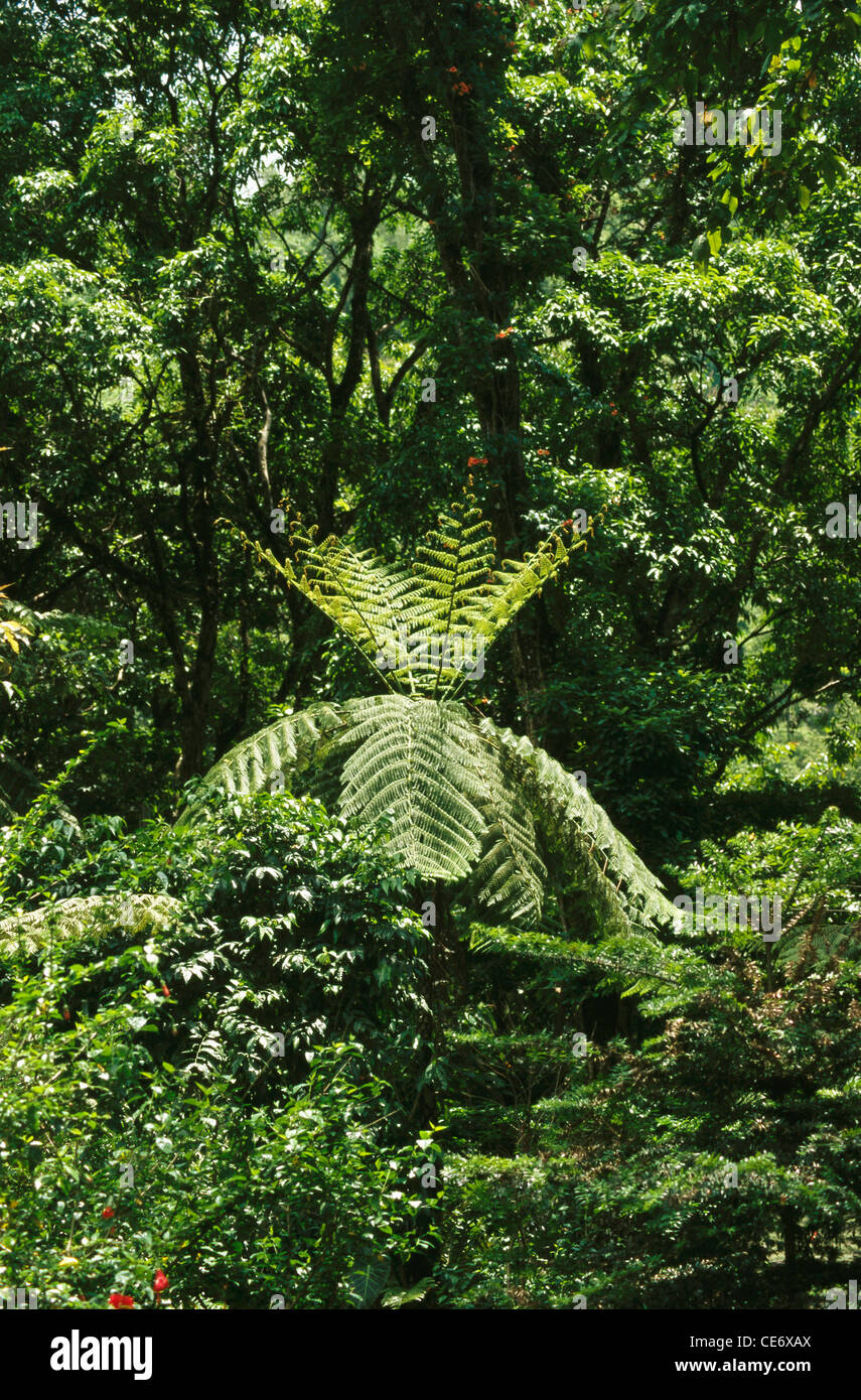 Lebender fossiler baum Fotos und Bildmaterial in hoher Auflösung Alamy