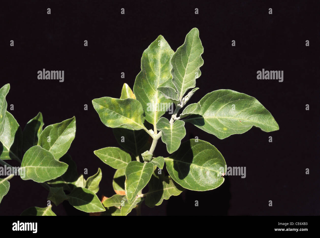 MAA 83522: Ashwagandha Winter Cherry Blatt Blätter Baum Pflanze Stockfoto