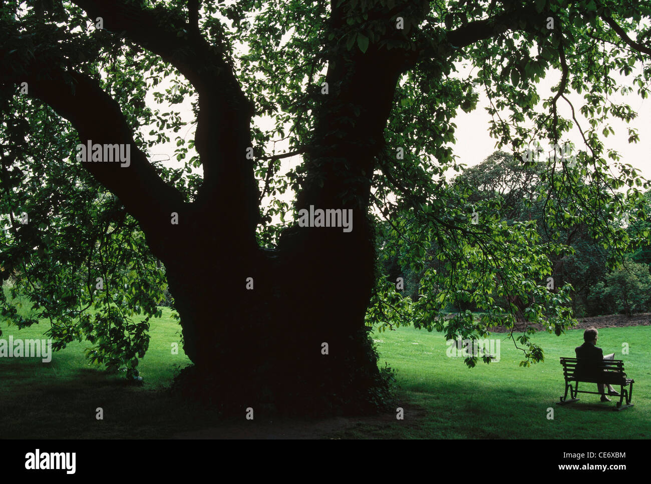 AMA 86221: Mann sitzt auf einer Bank unter einem großen Baum im Schlüssel Garten London-UK-Vereinigtes Königreich-England Stockfoto