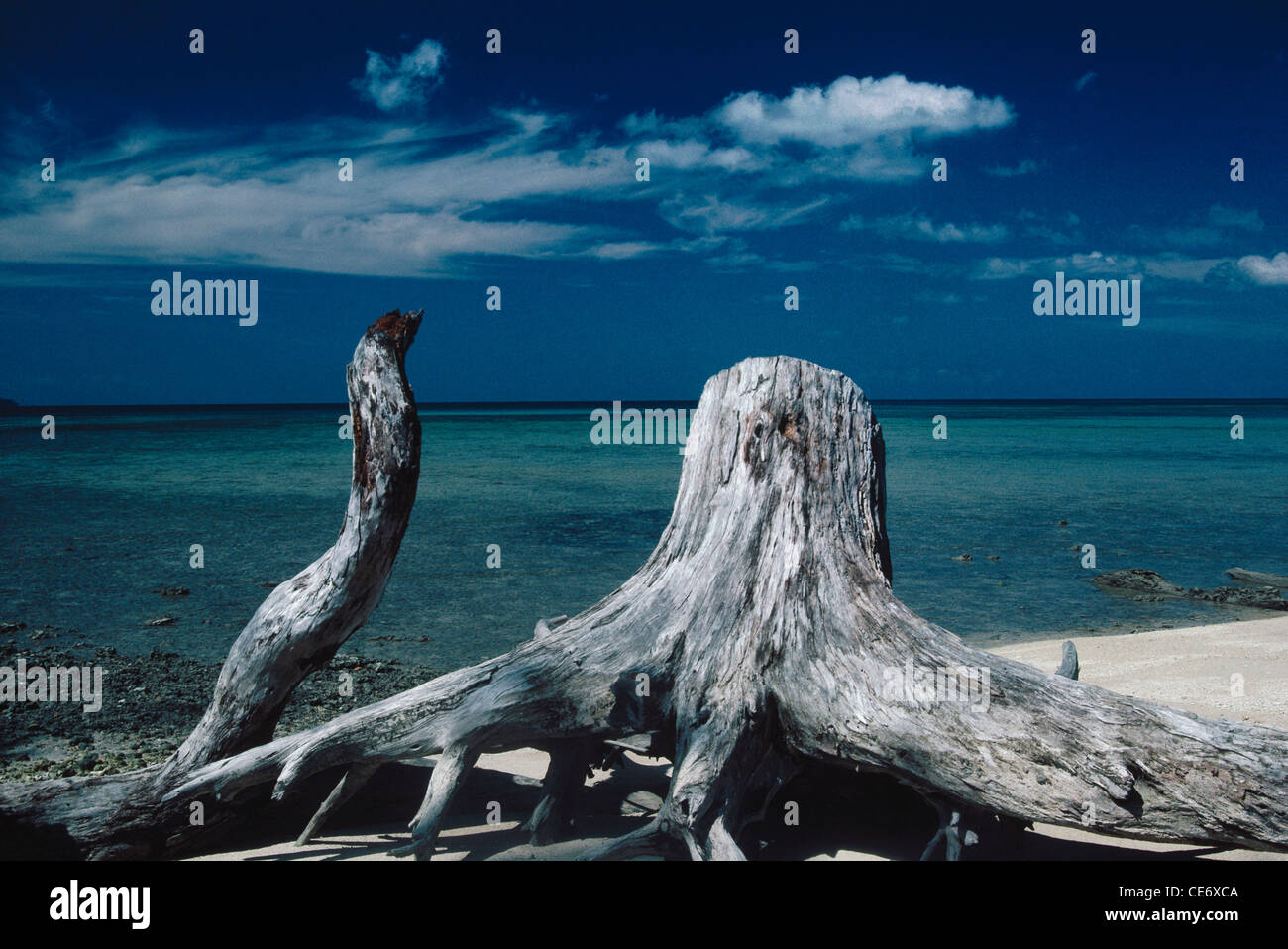 AMA 86225: Treibholz Baum Crystal Bay Lake Tahoe California USA Vereinigte Staaten von Amerika Stockfoto