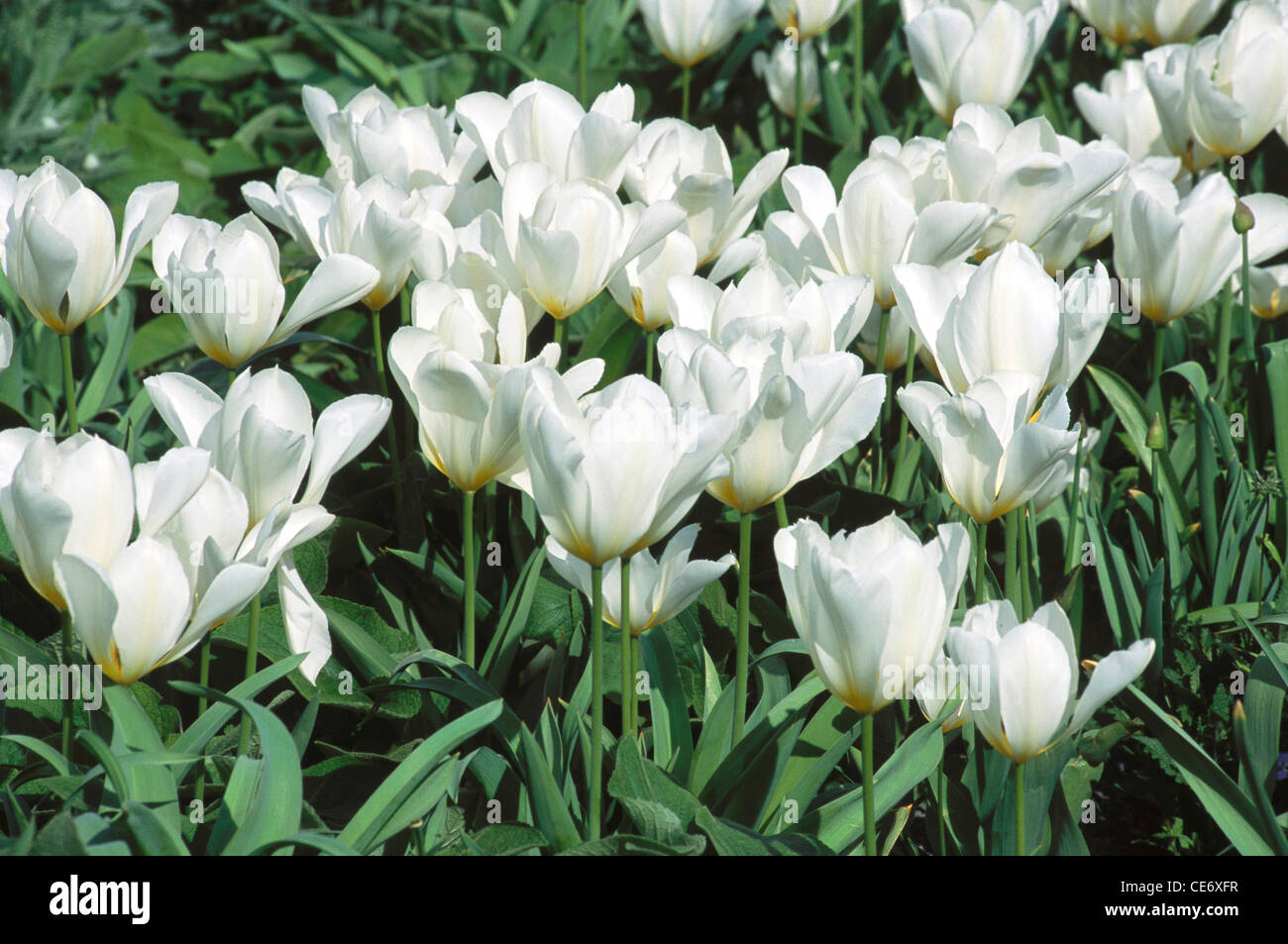 Weiße Tulpenblumen im Garten ; Keukenhof ; Botanischer Garten ; Lisse