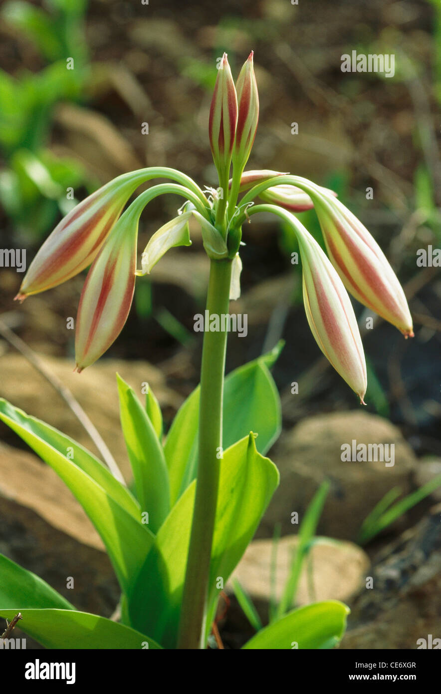 Crinum latifolium; Lilien; wilde Blumen; Crinum Lilien; Crinum latifolium; indien; asien Stockfoto
