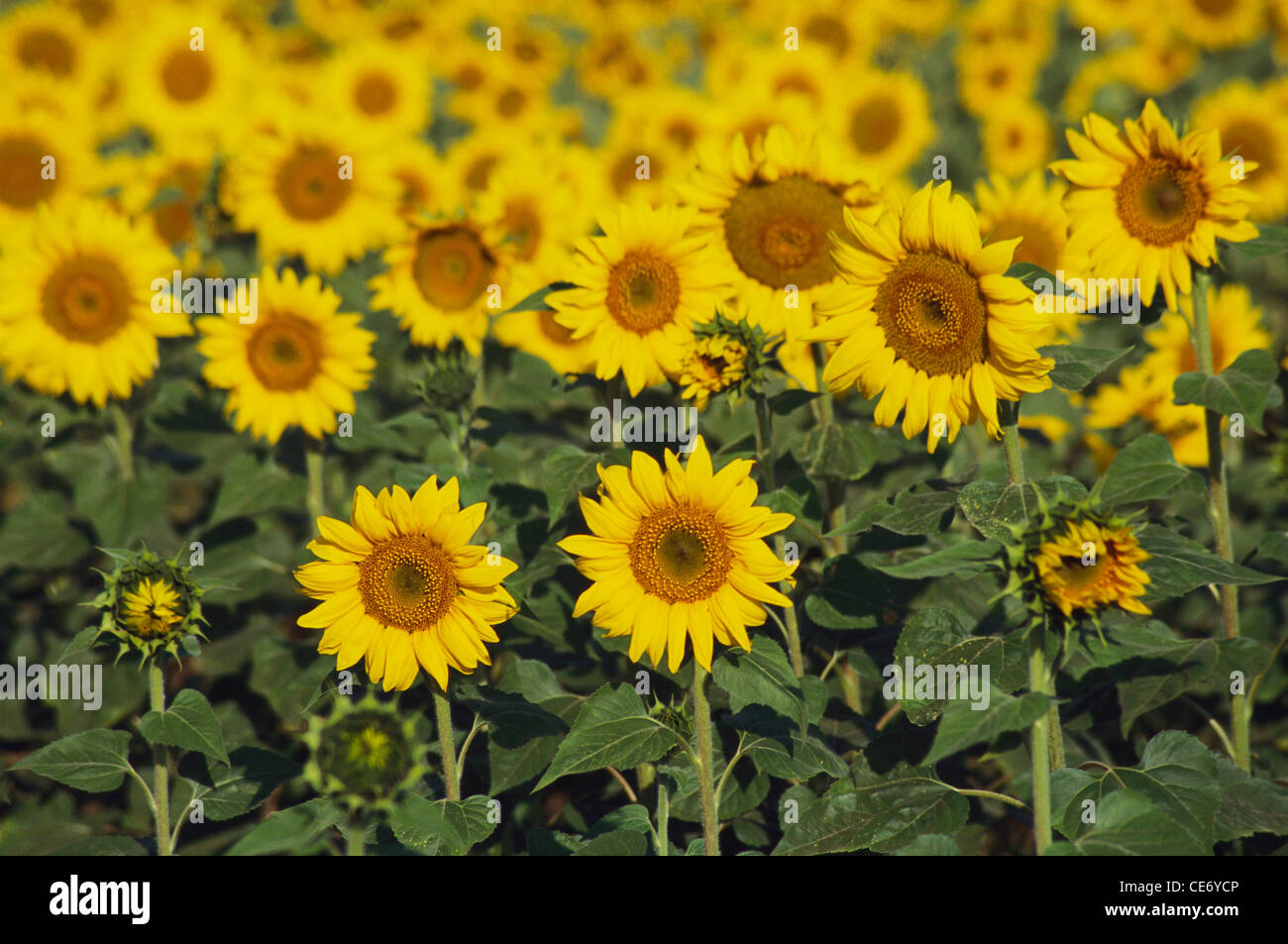 MPC 86352: Sonnenblumen Feld Helianthus Annuus Indien Stockfoto