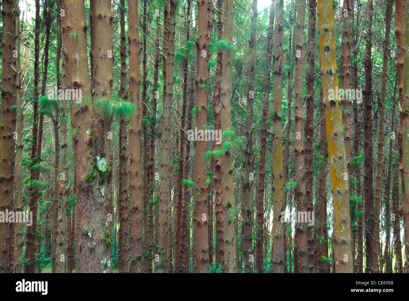 NMJ 86389: Baumstämme im dichten dicken Wald Dschungel; Ooty; Tamil Nadu; Indien Stockfoto