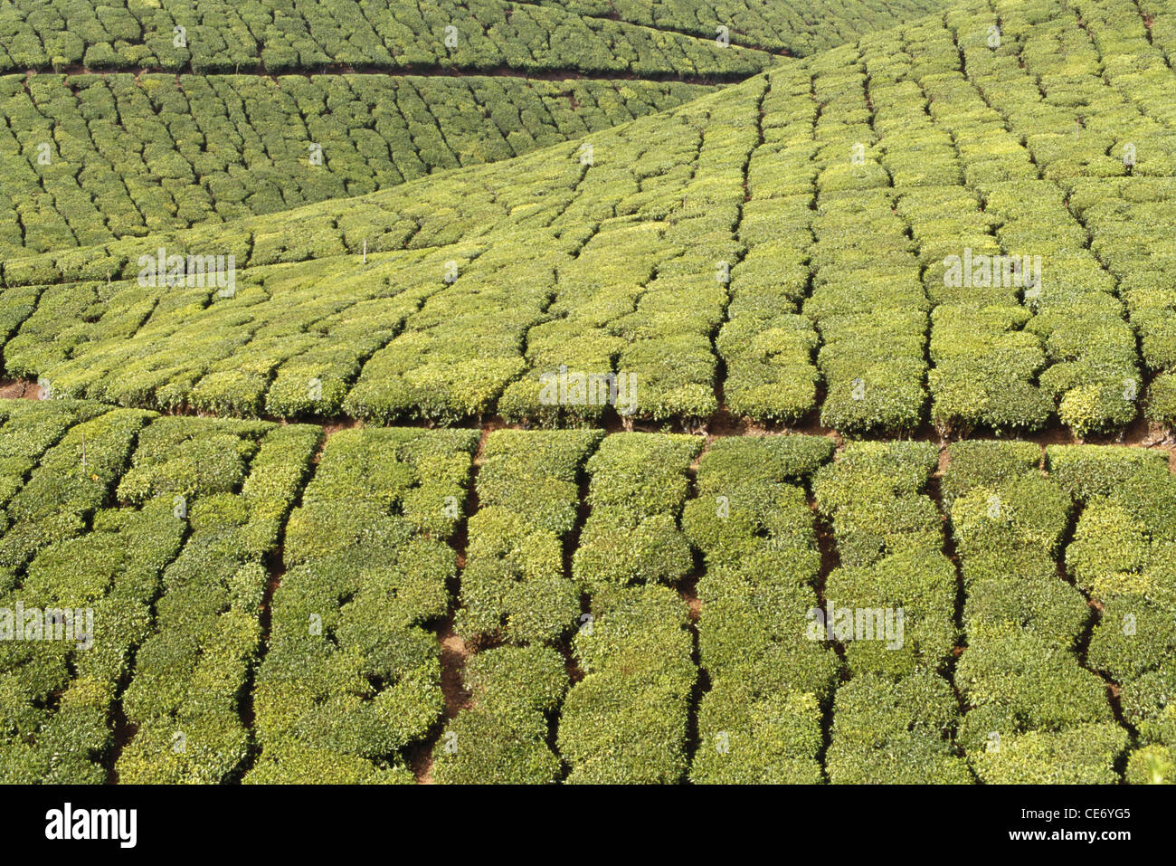 AMA 83742: Teegarten; Munnar; Kerala; Indien Stockfoto