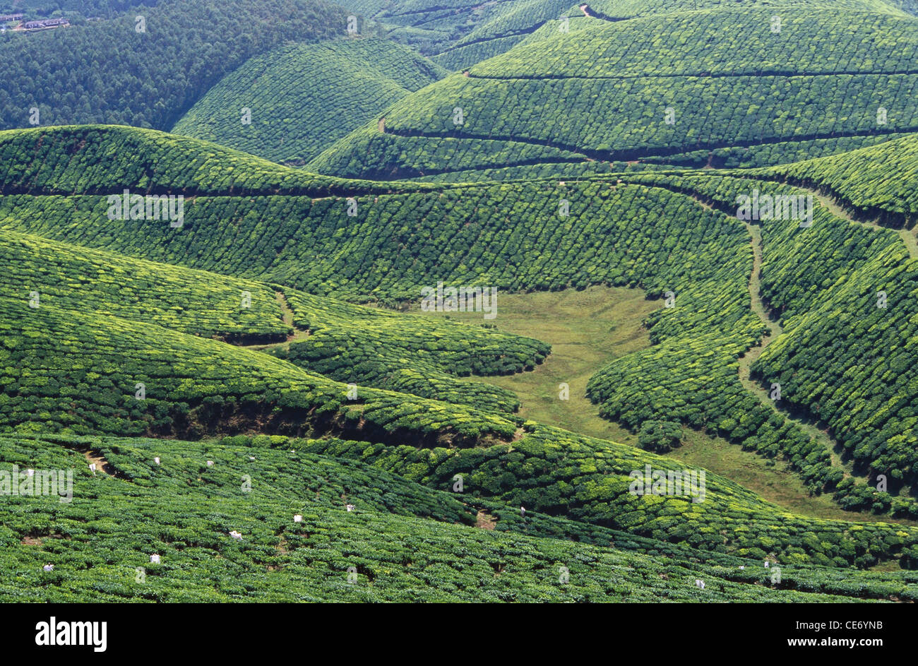 SDM 83749: sanfte Hügel und Pfad im Teegarten; Munnar; Kerala; Indien Stockfoto