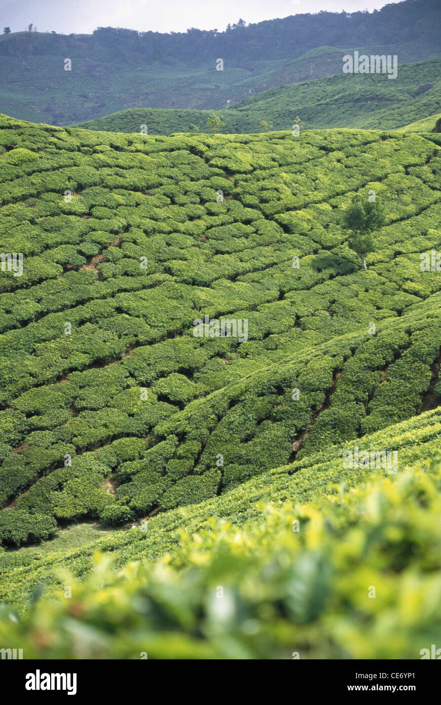 Tee-Garten; Munnar; Kerala; Indien Stockfoto