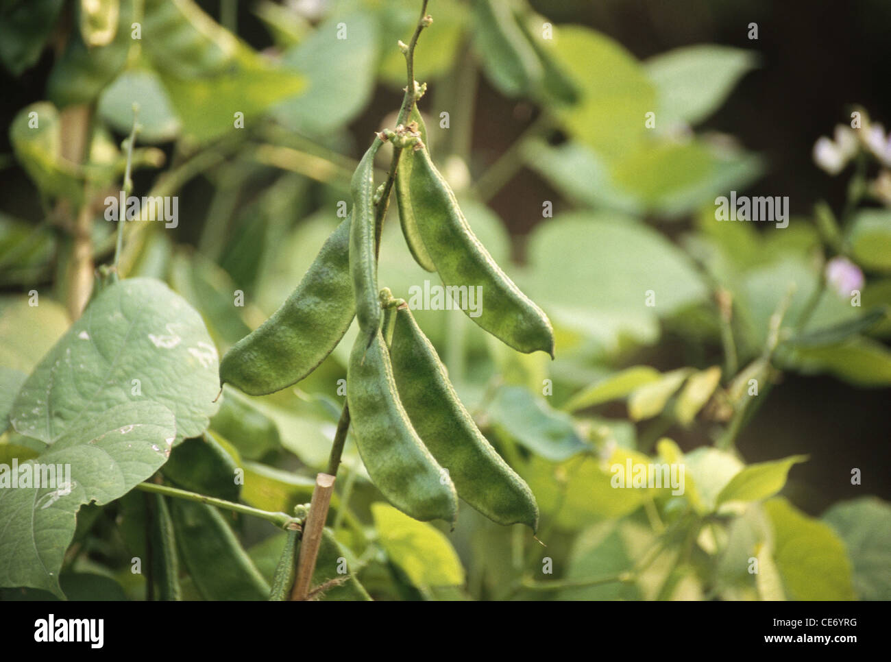 Grüne Bohnen Pflanzen; indien; asien Stockfoto