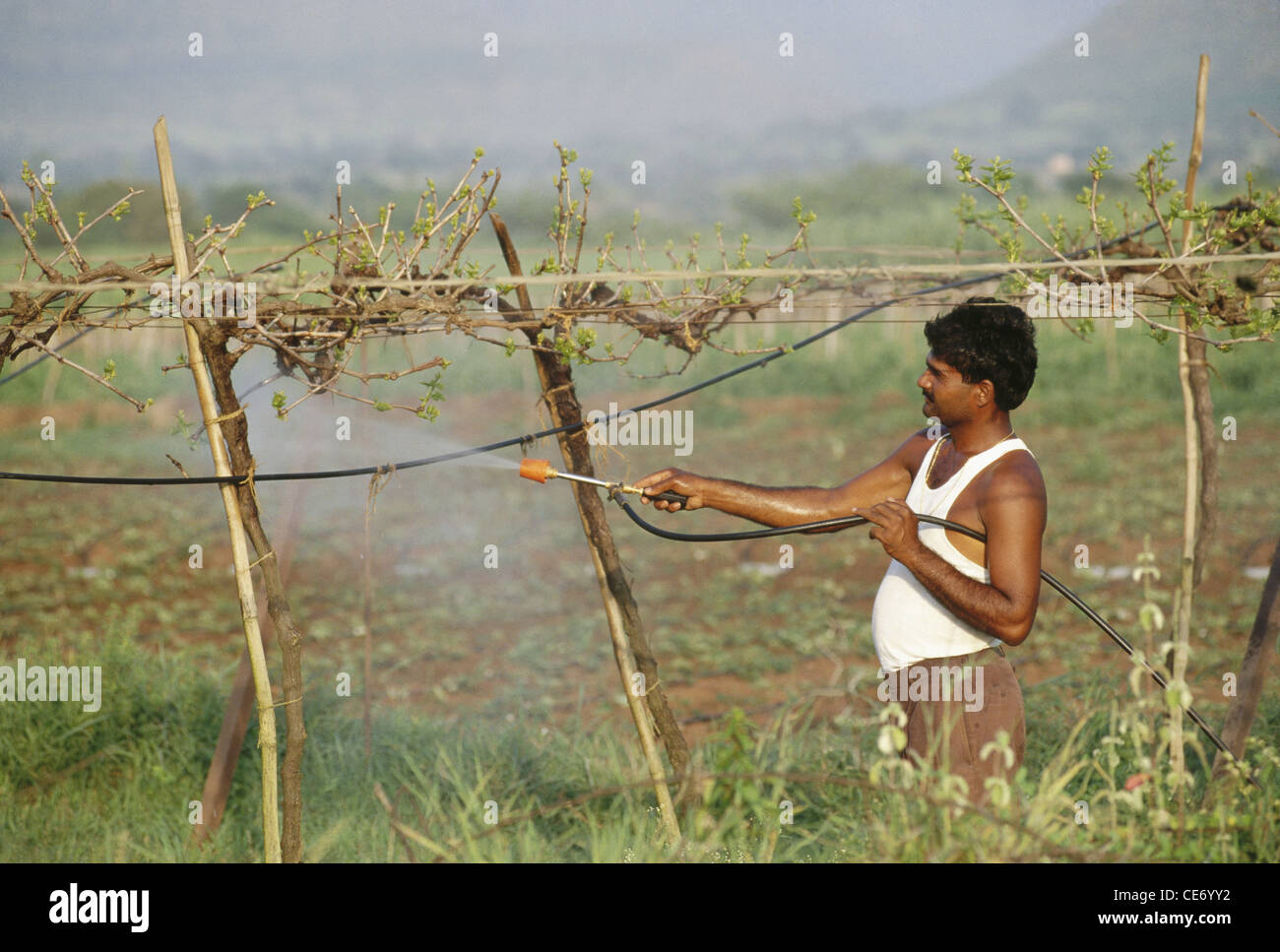 NGS 83881: Mann Spritzen Dnger Pestizide Weintrauben Feld Indien  Stockfotografie - Alamy