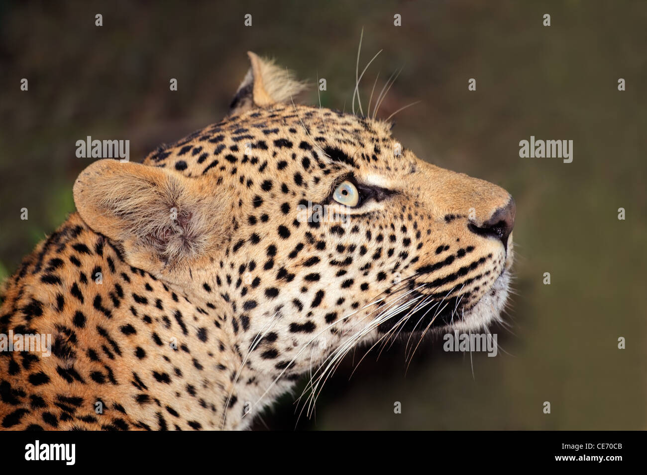 Porträt eines Leoparden (Panthera Pardus), Südafrika Stockfoto