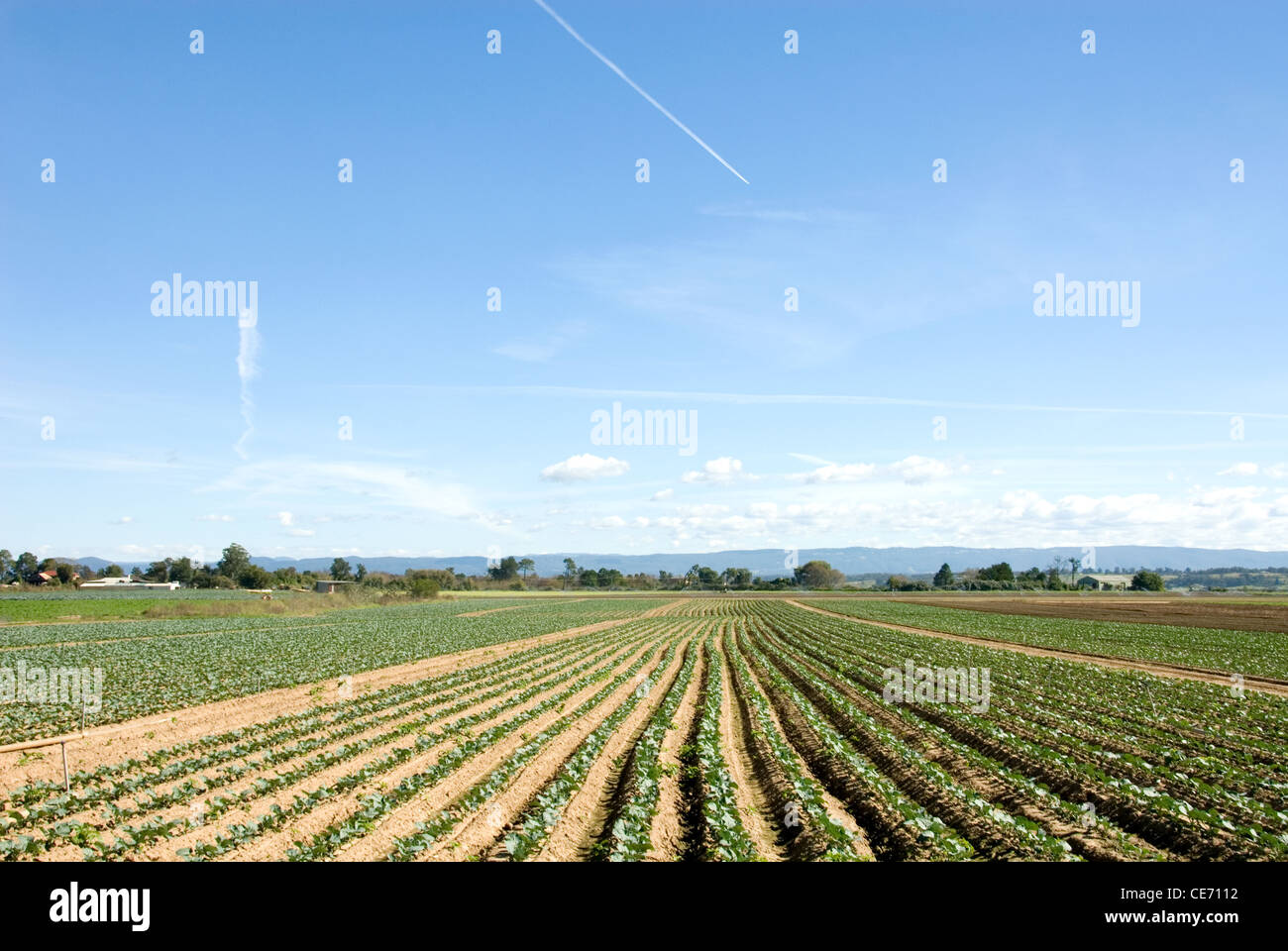 Reihen von Kohl wächst in einem Markt Garten in der Hawkesbury Region von New South Wales, Australien Stockfoto