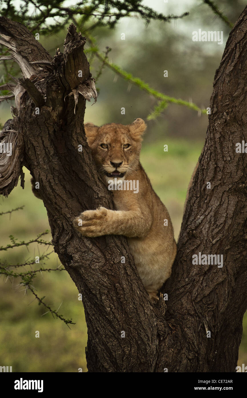 Junge lion Cub klettern Regenschirm Acacia treeportr Stockfoto
