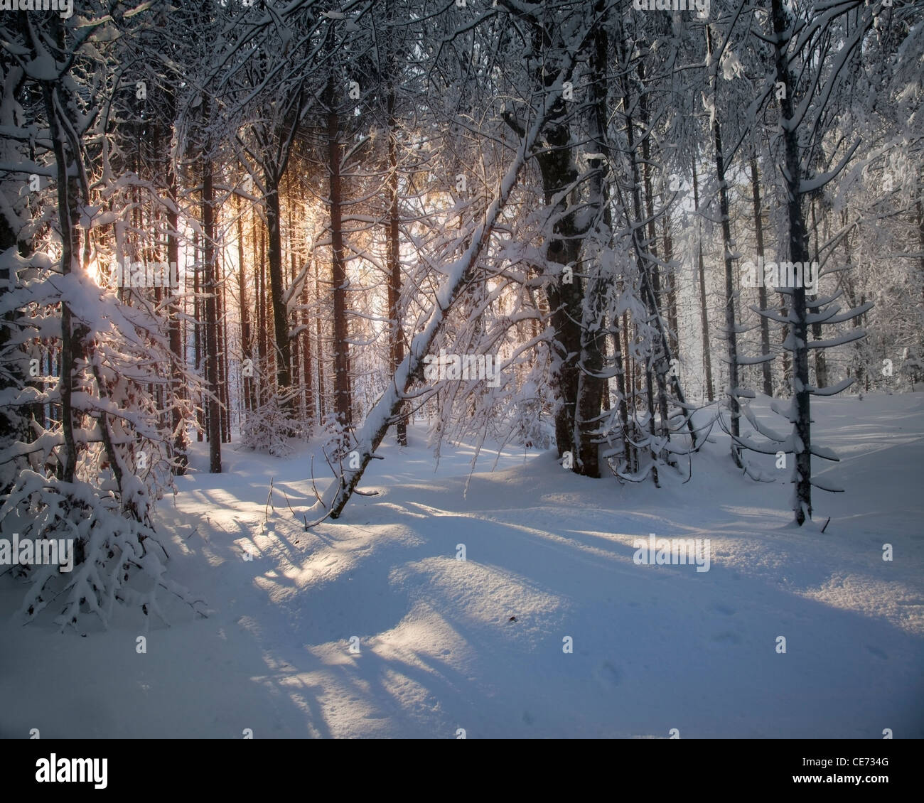 DE - Bayern: Winterliche Foresr Szene Stockfoto