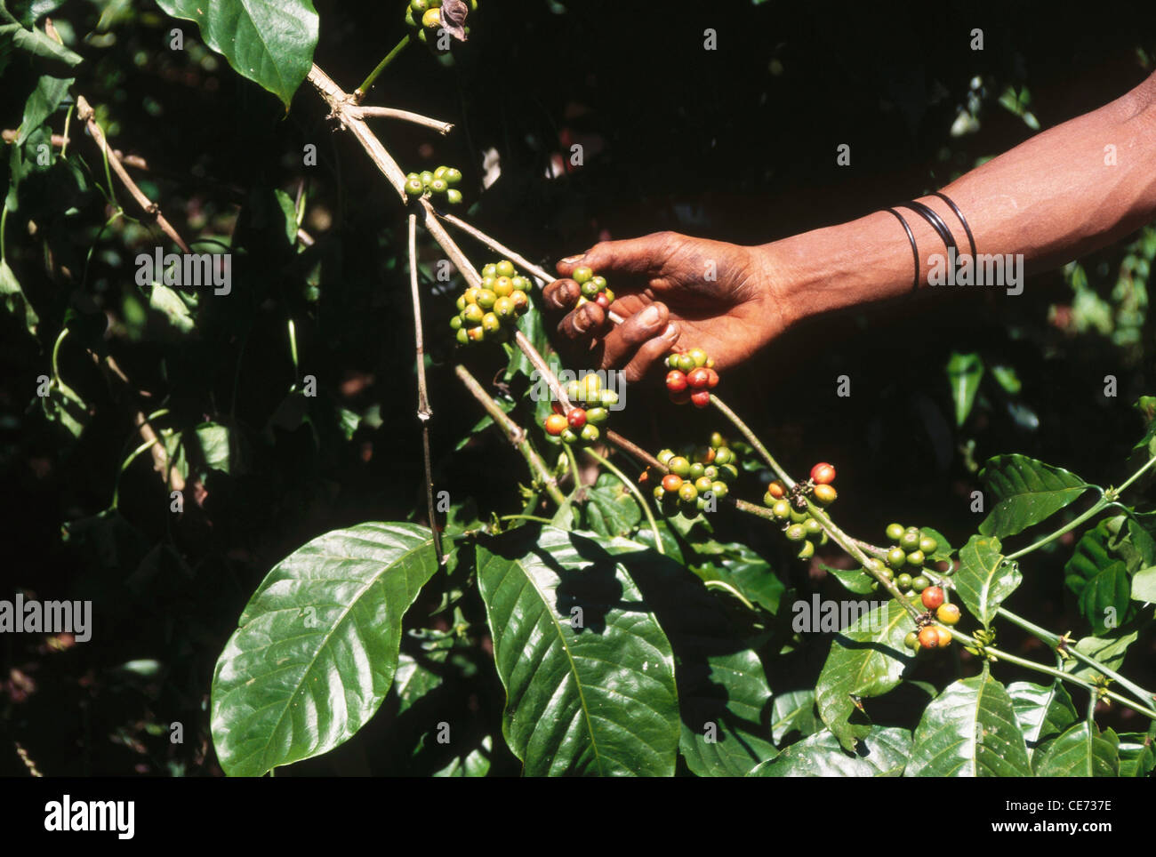 MAA 81907: Indianerin zupfen Kaffeebohnen Karnataka Indien Stockfoto